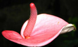 Сухой джелкинг